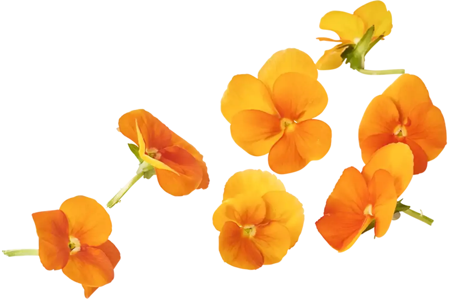 Eetbare bloem Viooltjes oranje 22st. stuk 1